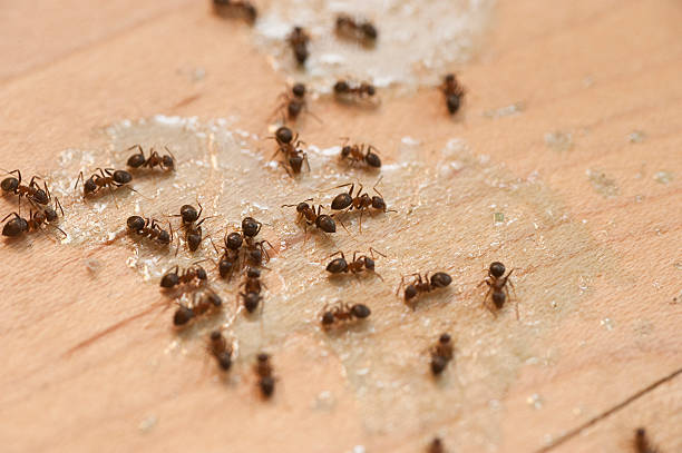 Best Insect Control  in Union Mill, VA